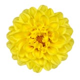 Dahlia Flower Yellow Petals Isolated on White royalty free stock photo Dahlia Flower Yellow Petals Isolated on White royalty free stock photo
