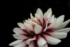 Dahlia med svart bakgrund royaltyfri bild Dahlia med svart bakgrund royaltyfri bild
