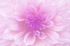 Dahlia Soft Color And Blur Style. Stock Images