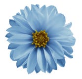 Dahlialjus - den blåa blomman på en vit isolerade bakgrund med den snabba banan Closeup inga skuggor Trädgårds- blomma royaltyfri fotografi Dahlialjus - den blåa blomman på en vit isolerade bakgrund med den snabba banan Closeup inga skuggor Trädgårds- blomma royaltyfri fotografi
