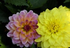 United colors of Dahlias stock photography United colors of Dahlias stock photography