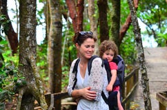 Daintree nationalpark Queensland Australien arkivfoton Daintree nationalpark Queensland Australien arkivfoton