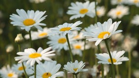 Daisies Stock Images Daisies Stock Images