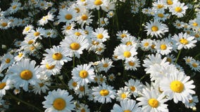 Daisies In A Field Stock Image Daisies In A Field Stock Image