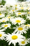 Daisy Daisy
