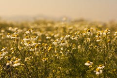 Daisy Field stock foto Daisy Field stock foto