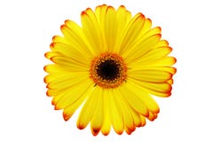 Daisy Flower Stock Photo Daisy Flower Stock Photo