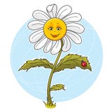 Daisy Flower Royalty Free Stock Photos Daisy Flower Royalty Free Stock Photos