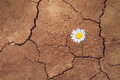 Daisy flower in the desert