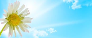 Daisy flower, floral design spring season stock photos Daisy flower, floral design spring season stock photos