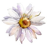 Daisy Flower. Isolated Daisy Illustration Element. Watercolor Background Illustration Set. Stock Image