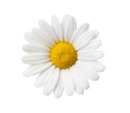 Daisy flower isolated with hand made clipping path