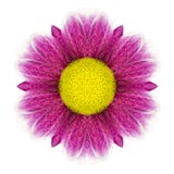 Daisy Flower Mandala Isolated caleidoscópica púrpura en blanco fotos de archivo libres de regalías Daisy Flower Mandala Isolated caleidoscópica púrpura en blanco fotos de archivo libres de regalías