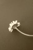 Daisy flower, sepia