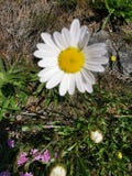 Daisy Flower royaltyfri fotografi Daisy Flower royaltyfri fotografi