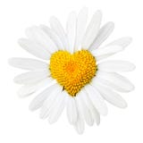 Daisy with heart in center