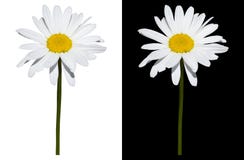 Daisy isolated on white and black background Stock Photos Daisy isolated on white and black background Stock Photos