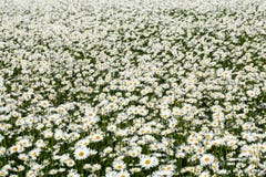 Daisy Leucanthemum vulgare field Stock Image Daisy Leucanthemum vulgare field Stock Image