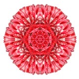 Daisy Mandala Flower Kaleidoscopic Isolated rouge sur le blanc photographie stock libre de droits Daisy Mandala Flower Kaleidoscopic Isolated rouge sur le blanc photographie stock libre de droits