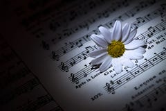 Daisy op Muziek neemt nota van Blad stock afbeelding Daisy op Muziek neemt nota van Blad stock afbeelding
