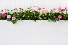 Daisy pink spring time flowers on white wooden background for de stock images Daisy pink spring time flowers on white wooden background for de stock images