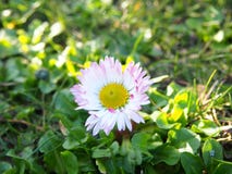 Daisy white and pink in a garden, taken in a garden in Szczecin, Poland stock image Daisy white and pink in a garden, taken in a garden in Szczecin, Poland stock image