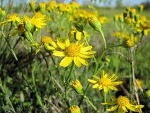 Daisy Wildflowers, Engelmann Daisy, Cutleaf Daisy Engelmann στοκ φωτογραφία Daisy Wildflowers, Engelmann Daisy, Cutleaf Daisy Engelmann στοκ φωτογραφία