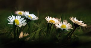 Daisy στο πάρκο στοκ φωτογραφία με δικαίωμα ελεύθερης χρήσης Daisy στο πάρκο στοκ φωτογραφία με δικαίωμα ελεύθερης χρήσης