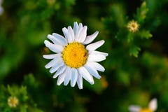 Daisy και καλωσορισμένος επισκέπτης στοκ εικόνα Daisy και καλωσορισμένος επισκέπτης στοκ εικόνα