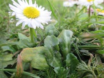Daisy στον τάπητα της χλόης στοκ φωτογραφία με δικαίωμα ελεύθερης χρήσης Daisy στον τάπητα της χλόης στοκ φωτογραφία με δικαίωμα ελεύθερης χρήσης