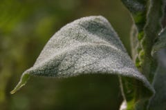 Dalingen van dauw op een groen verlof stock fotografie Dalingen van dauw op een groen verlof stock fotografie