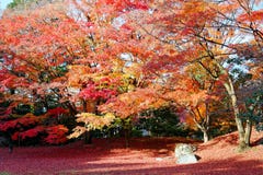 Dalingslandschap van vurige esdoornbomen in een Japanse tuin in Keizer het Paleis Koninklijk Park van Sento in Kyoto, Japan royalty-vrije stock fotografie Dalingslandschap van vurige esdoornbomen in een Japanse tuin in Keizer het Paleis Koninklijk Park van Sento in Kyoto, Japan royalty-vrije stock fotografie