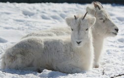 Dall Sheep Laying Down On Snow Covered Ground royalty free stock photos Dall Sheep Laying Down On Snow Covered Ground royalty free stock photos