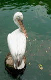 Dalmatian Pelican Dalmatian Pelican