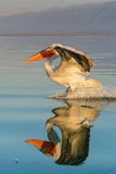Dalmatian pelican Pelecanus crispus Stock Photos Dalmatian pelican Pelecanus crispus Stock Photos