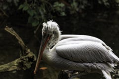 Dalmatian pelican stock photo Dalmatian pelican stock photo