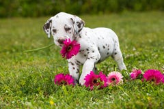 Dalmatian puppy Stock Photography Dalmatian puppy Stock Photography