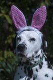 Dalmatianen med kaninen gå i ax royaltyfri bild Dalmatianen med kaninen gå i ax royaltyfri bild