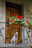 Dalmation bij de Deur stock afbeeldingen Dalmation bij de Deur stock afbeeldingen