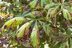 Damage to the leaves of the chestnut miner moth Cameraria ohridella . stock photography Damage to the leaves of the chestnut miner moth Cameraria ohridella . stock photography