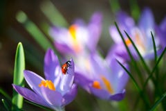Damenwanze auf Frühling Krokus blüht, Makrobild mit kleiner Schärfentiefe Stockfoto Damenwanze auf Frühling Krokus blüht, Makrobild mit kleiner Schärfentiefe Stockfoto