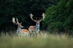 Damhirsche, Dama Dama, brüllen majestätisches starkes erwachsenes Tier im Herbstwald, Dyrehave, Dänemark lizenzfreies stockbild Damhirsche, Dama Dama, brüllen majestätisches starkes erwachsenes Tier im Herbstwald, Dyrehave, Dänemark lizenzfreies stockbild