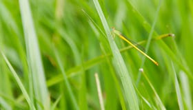 Damselfly Agriocnemis perched on the green grass. stock images Damselfly Agriocnemis perched on the green grass. stock images