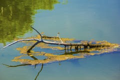 Damselfly on a Branch On A Lake stock photos Damselfly on a Branch On A Lake stock photos