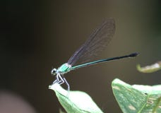Damselfly i Borneo royaltyfri foto Damselfly i Borneo royaltyfri foto