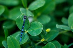 Damselfly que se coloca en la hoja verde fotos de archivo Damselfly que se coloca en la hoja verde fotos de archivo
