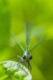 Damselfly vert métallique Photographie stock libre de droits Damselfly vert métallique Photographie stock libre de droits