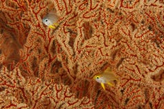 Damsels and gorgonian