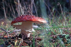Dancing mushroom. Mushroom curtsey. Amanita muscaria close up am stock photos Dancing mushroom. Mushroom curtsey. Amanita muscaria close up am stock photos