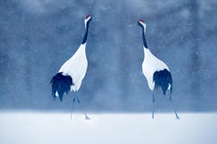 Dancing pair of Red-crowned crane with open wing in flight, with snow storm, Hokkaido, Japan. Bird in fly, winter scene with snow. stock image Dancing pair of Red-crowned crane with open wing in flight, with snow storm, Hokkaido, Japan. Bird in fly, winter scene with snow. stock image